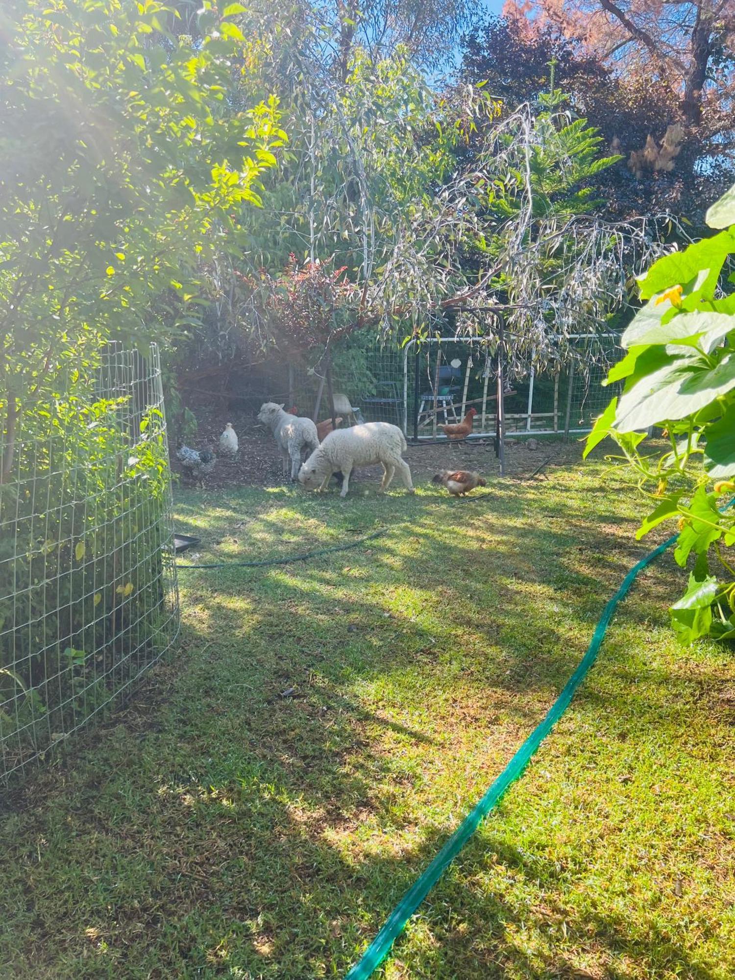 Bird Paradise & Mini Farm *